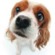 Avatar for underdog