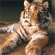 Avatar for opktiger